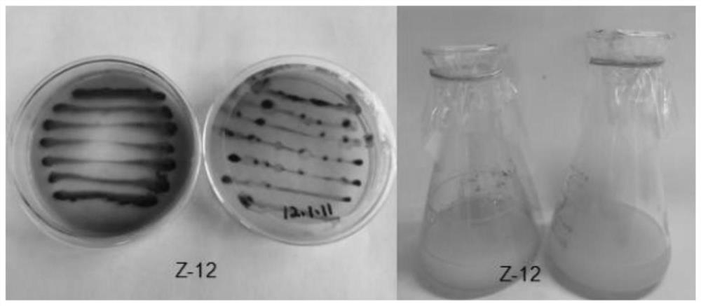 Pseudomonas Z-12 and application thereof in removing heavy metal cadmium