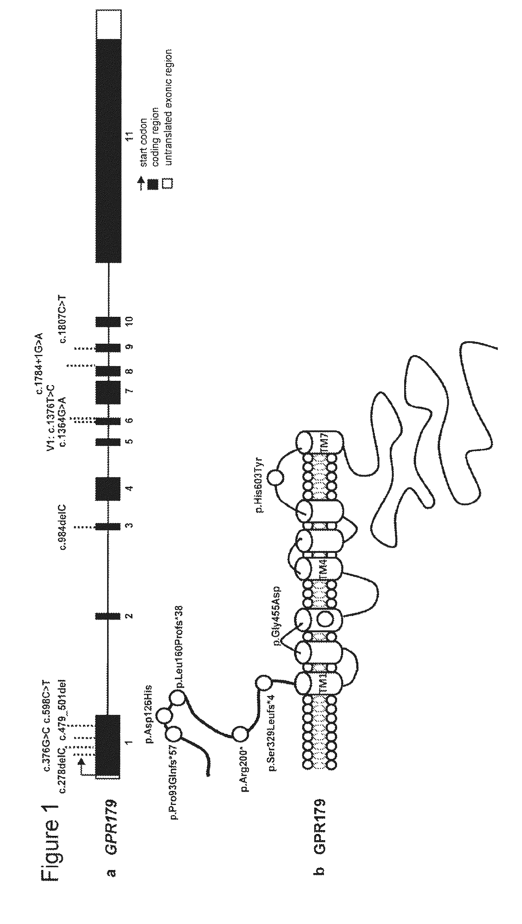 Mutations of the GPR179 Gene in Congenital Stationary Night Blindness