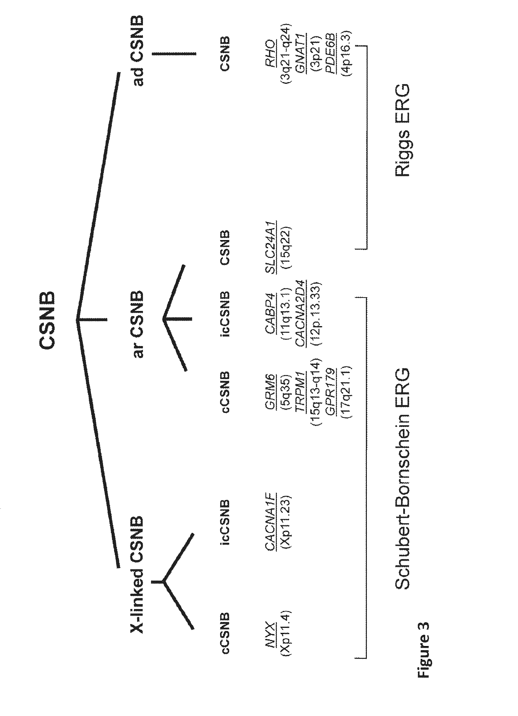 Mutations of the GPR179 Gene in Congenital Stationary Night Blindness