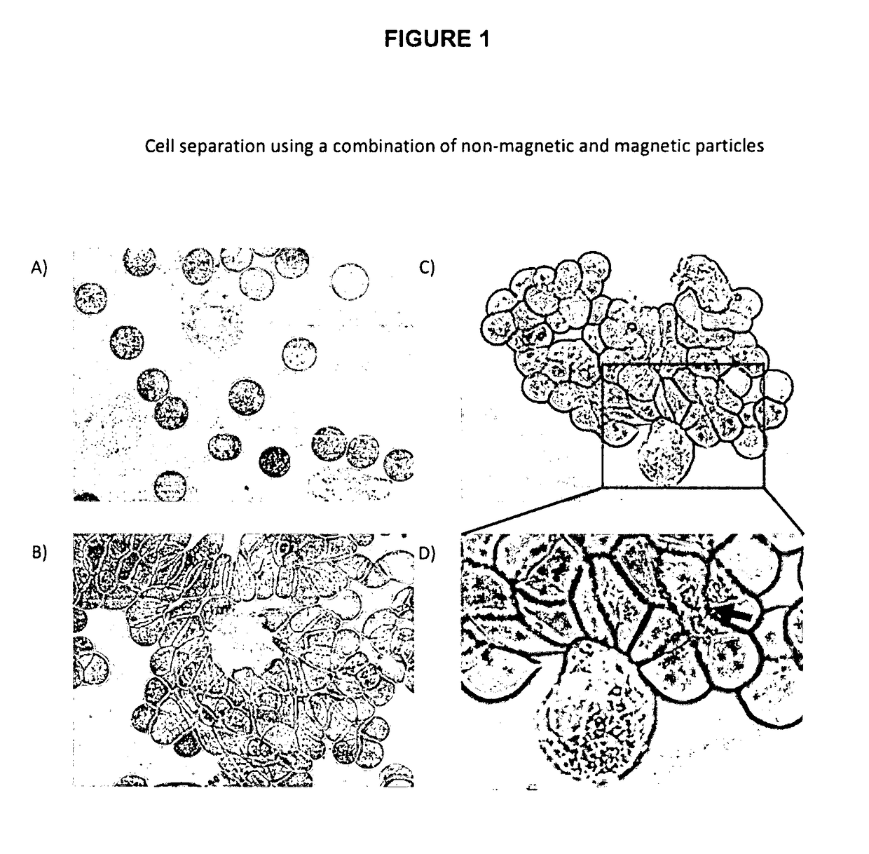 Method for separating cells using immunorosettes and magnetic particles