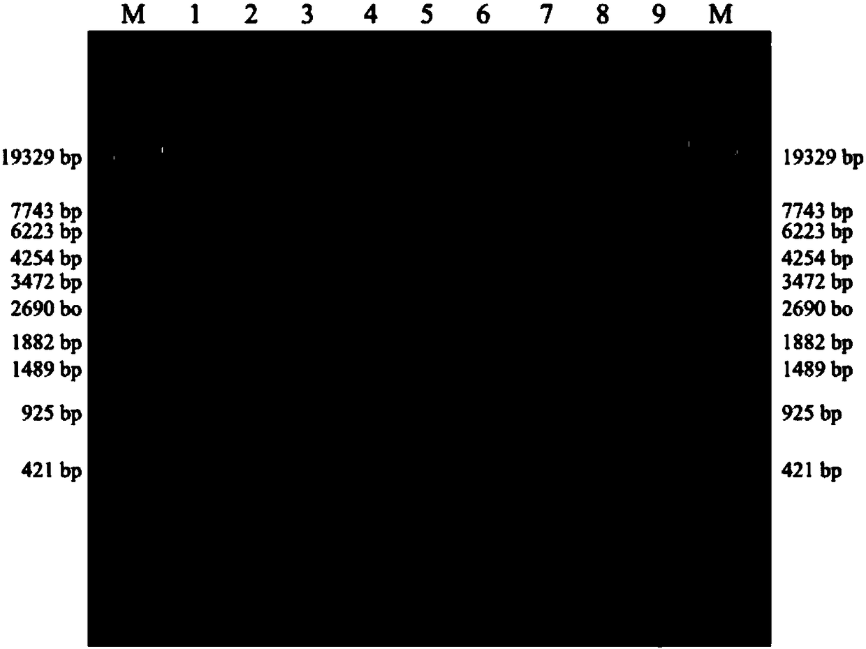 Amplification primer for detecting PAH (phenylalanine hydroxylase) gene mutation, kit and detection method thereof