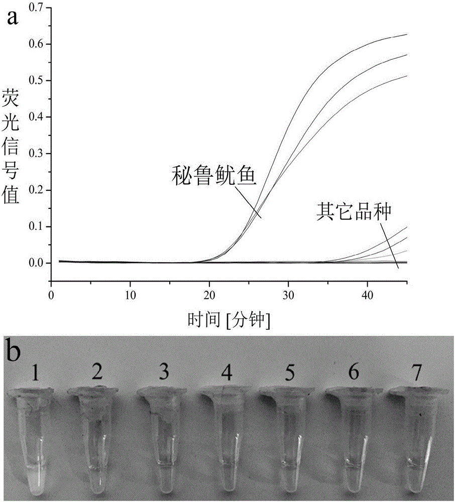 Method for identifying Peru squids and highly processed products thereof through loop-mediated isothermal amplification technique