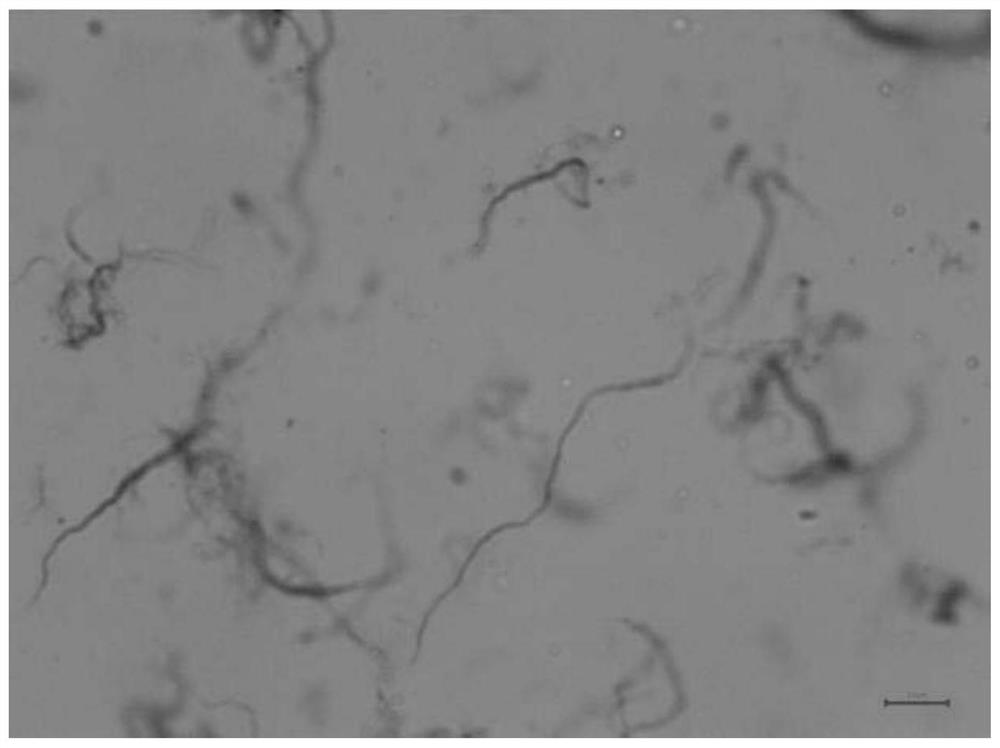 A kind of carbon nanotube predispersion for modifying silicone rubber and preparation method thereof