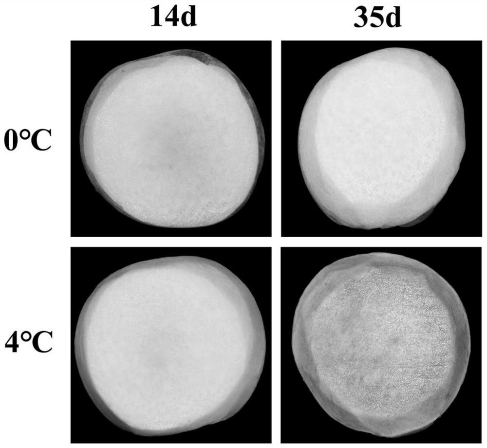 Method for identifying cold injury degree of peach fruits