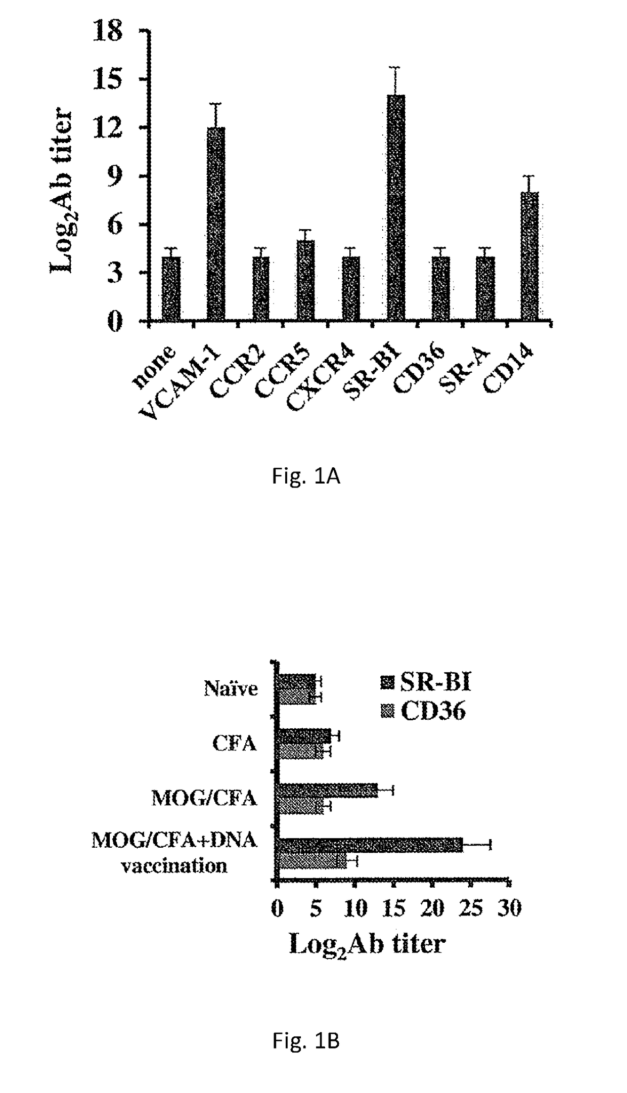 Novel epitope as a target for therapy of inflammatory autoimmune diseases and graft rejection