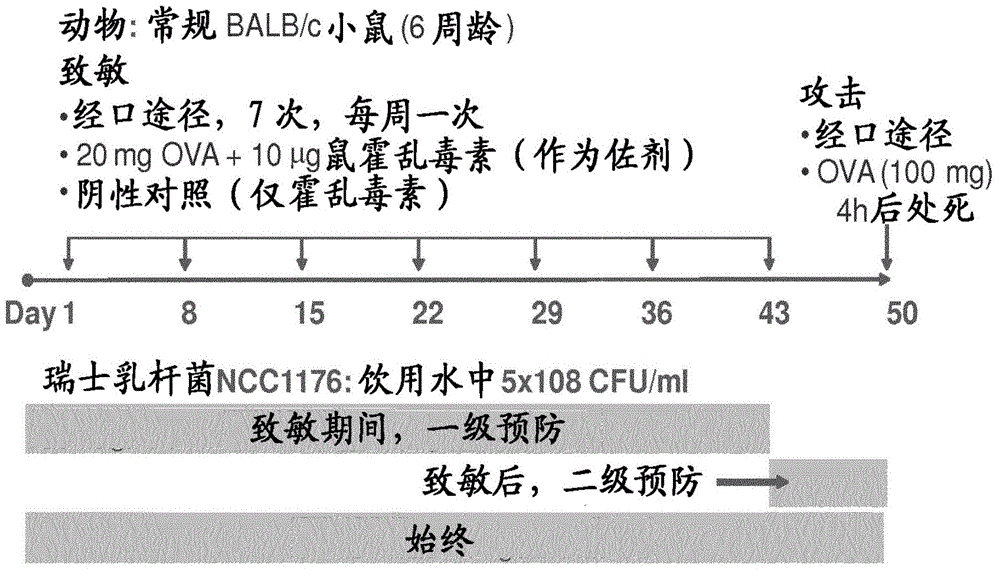 A composition comprising specific lactobacillus helveticus strains and reducing food and/or respiratory allergy symptoms