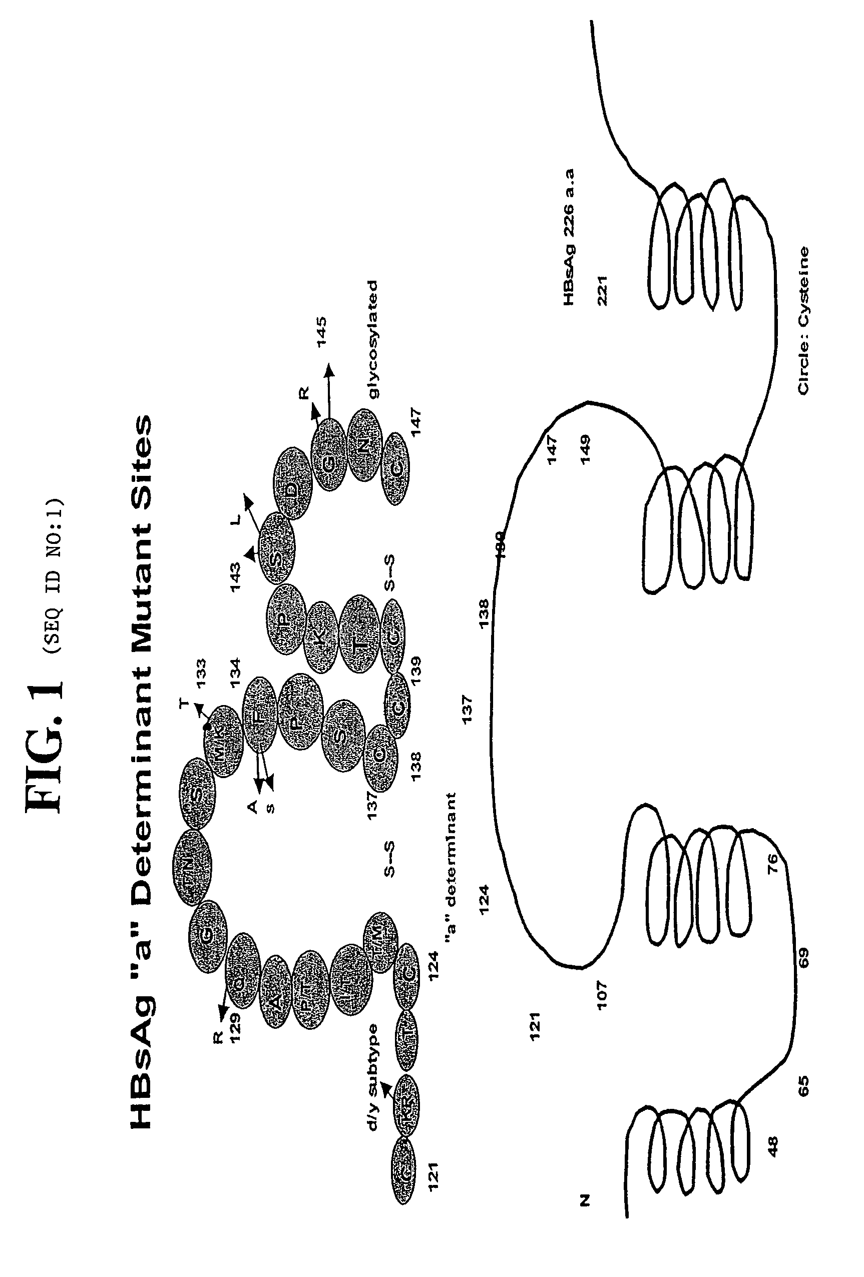 Rabbit monoclonal antibodies to hepatitis B surface antigens and methods of using the same