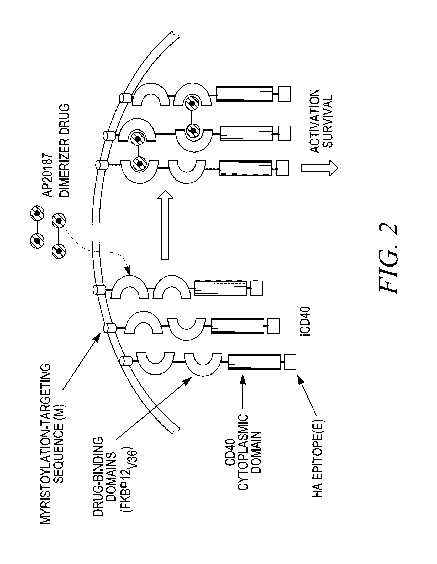 Methods and compositions for generating an immune response by inducing cd40 and pattern recognition receptor adapters