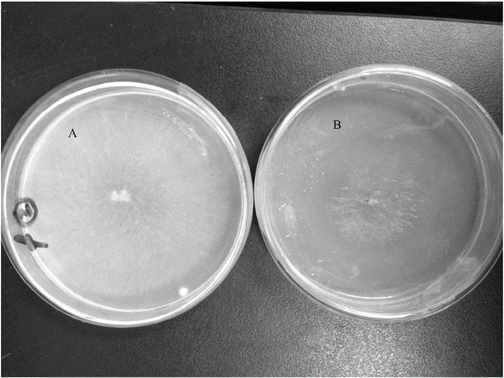 Method for promoting toadstool sclerotium formation efficiently