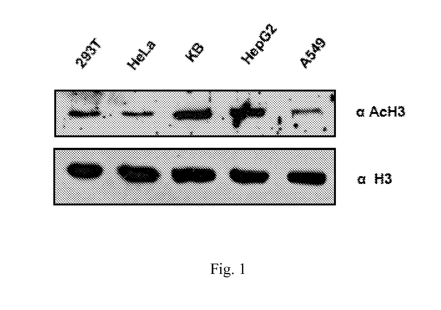 Inhibition of histone acetyltransferases by ctk7a and methods thereof