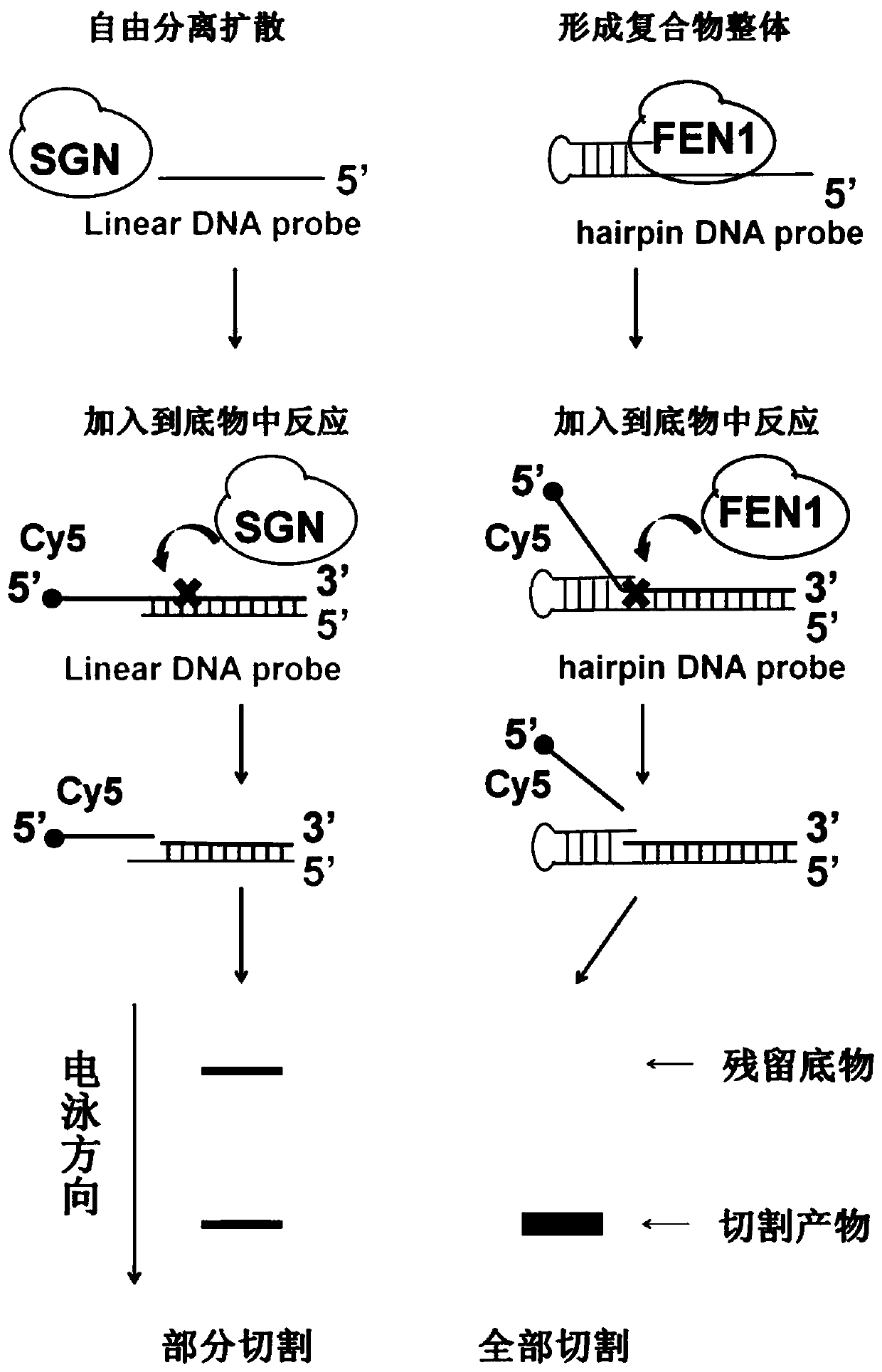 Random nucleic acid editing composition and method