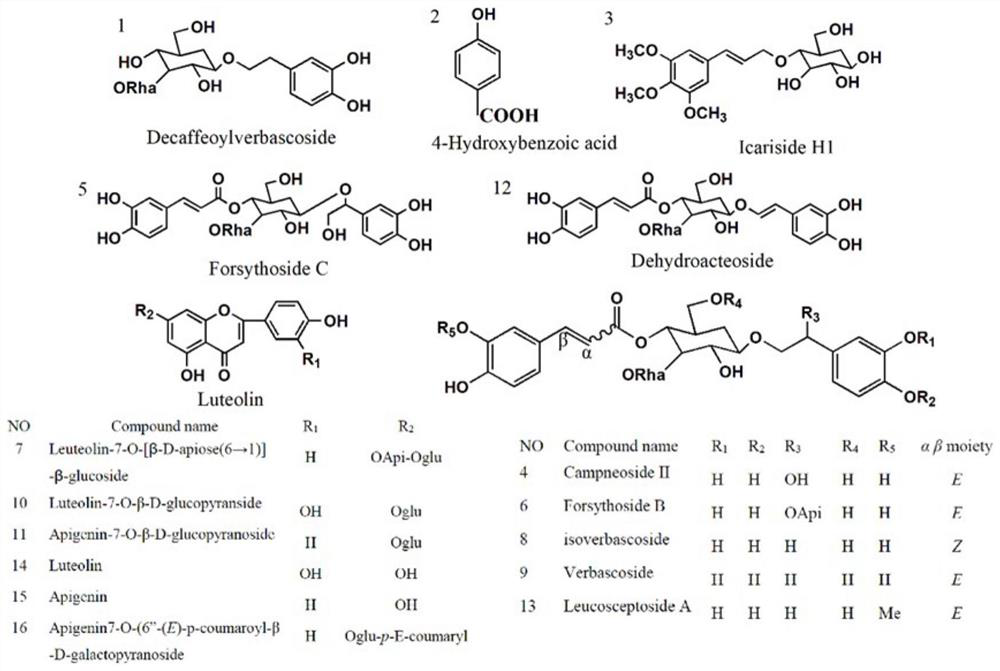 Extraction method of lamiophlomis rotata phenolic glycoside and application in medicine or health care product for preventing and treating hepatic fibrosis