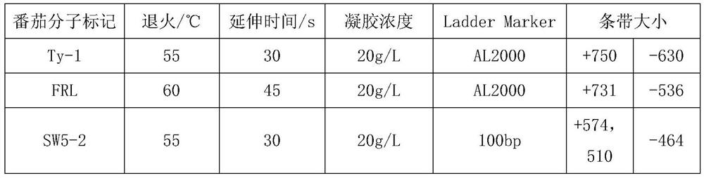 A kind of breeding method of tomato disease-resistant homozygous