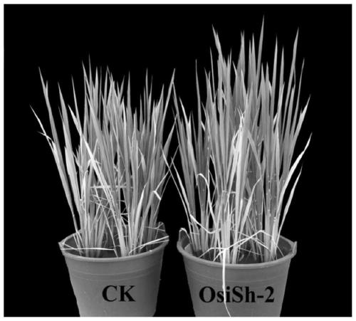 Method for promoting growth of rice and promoting rice to absorb iron element in iron deficiency environment