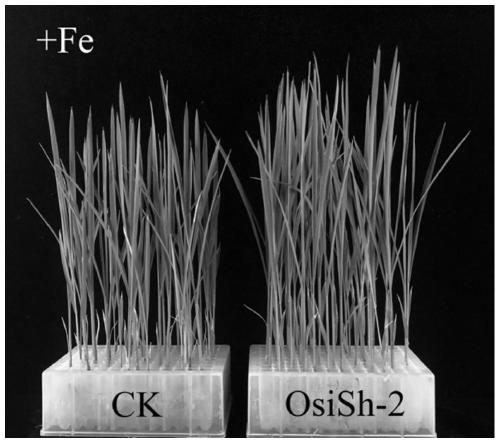 Method for promoting growth of rice and promoting rice to absorb iron element in iron deficiency environment