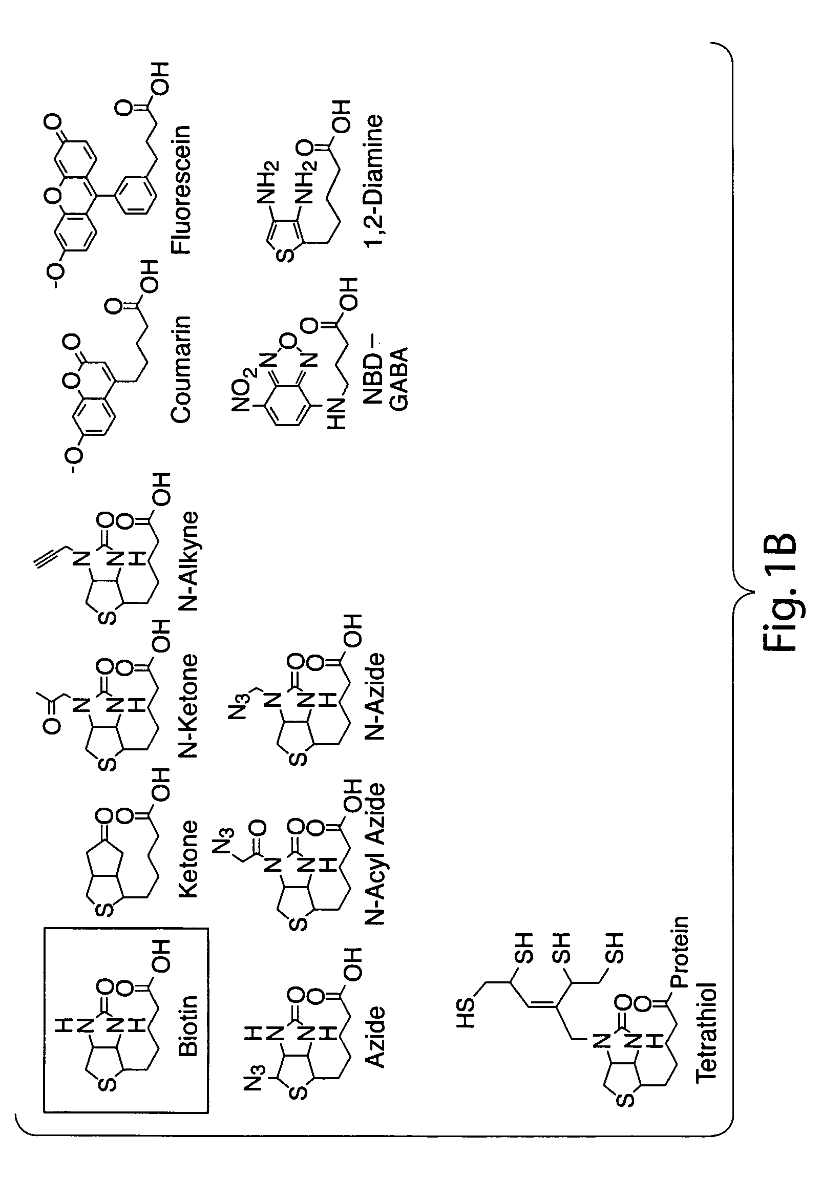 Methods and compositions for peptide and protein labeling