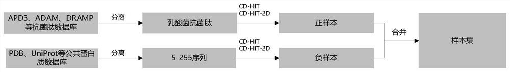 A prediction method of lactic acid bacteria antimicrobial peptides based on graph neural network