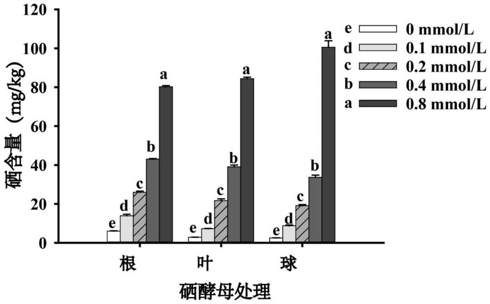 Selenium-enriched cultivation method for cabbages