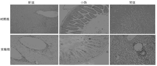 Method for establishing xenogeneic graft-versus-host disease model for NOD/SCID (non-obese diabetic/severe combined immunodeficient) mice