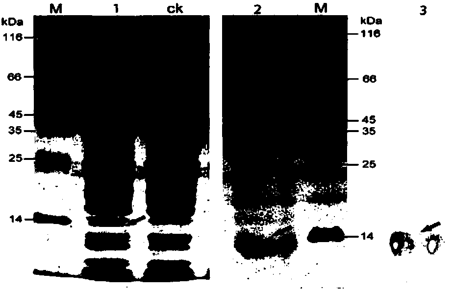 Ramie metallothionein gene and recombinant protein and application thereof