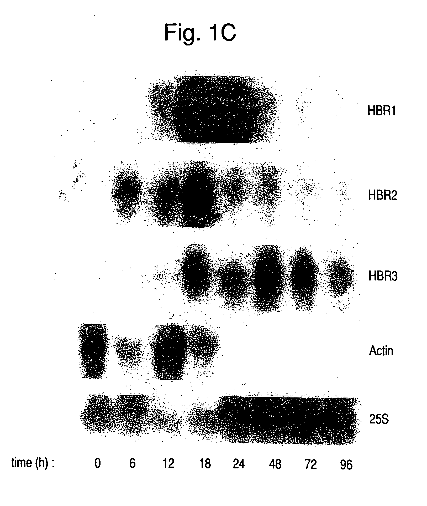 Nucleic acid and amino acid sequences of hemoglobin-response genes in Candida albicans and the use of reagents derived from these sequences in the diagnosis of disseminated Candida albicans infection