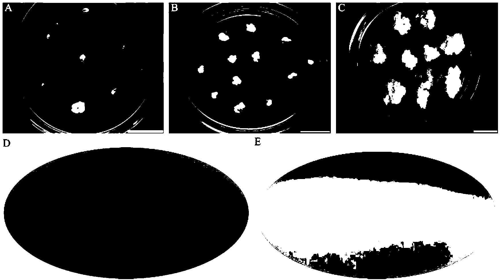 Method for establishing salicornia suspension cell line