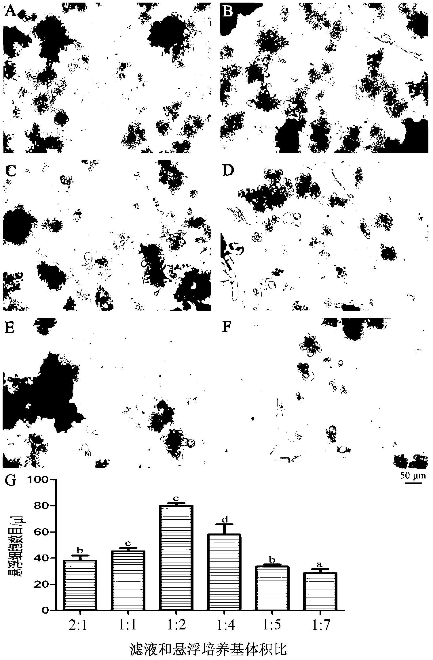 Method for establishing salicornia suspension cell line