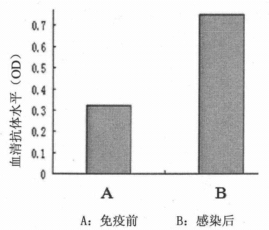 Schistosoma japonica polypeptide with immunogenicity and application thereof