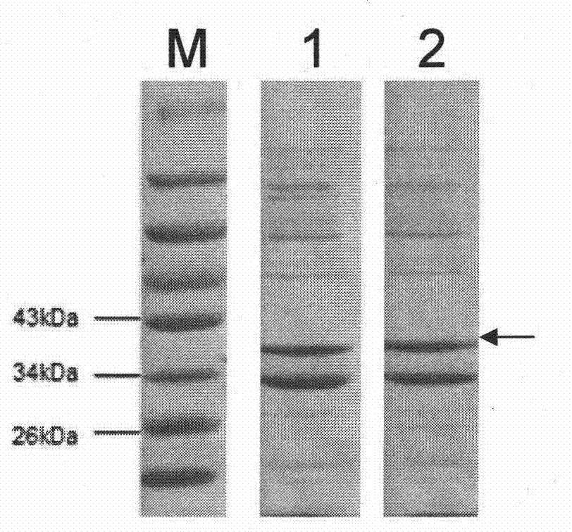 Schistosoma japonica polypeptide with immunogenicity and application thereof