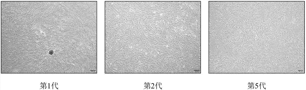 Separation and passage method of pregnant rat placenta vascular smooth muscle cell