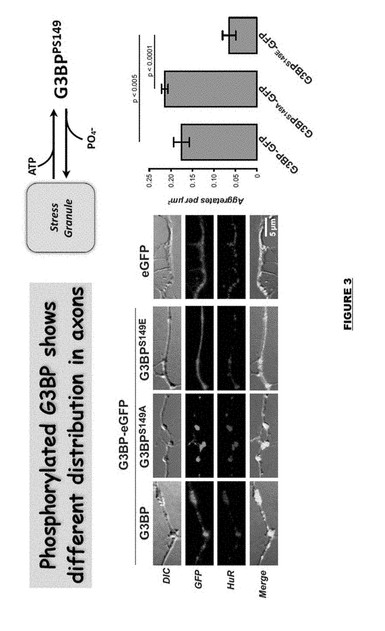 Targeting g3bp proteins to accelerate nerve regeneration