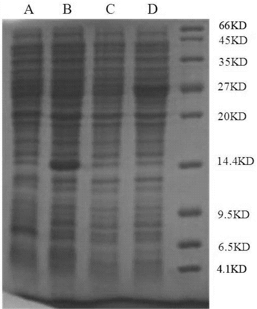 Fused type prokaryotic expression vector and construction method and application thereof
