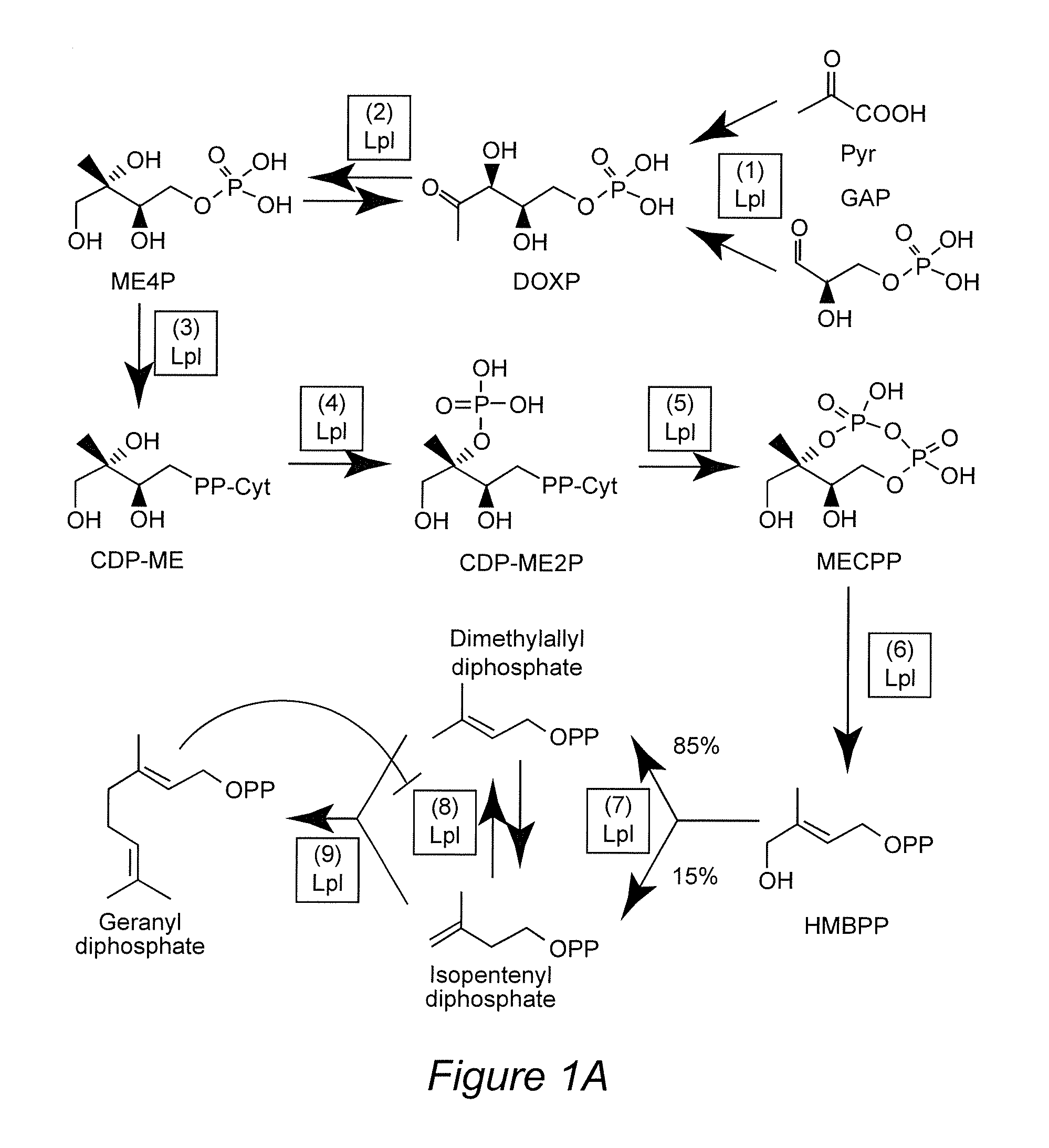 Production of terpenes and terpenoids in glandular trichome-bearing plants