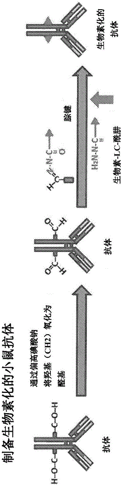 Antibody guided vaccines and methods of use for generation of rapid mature immune responses