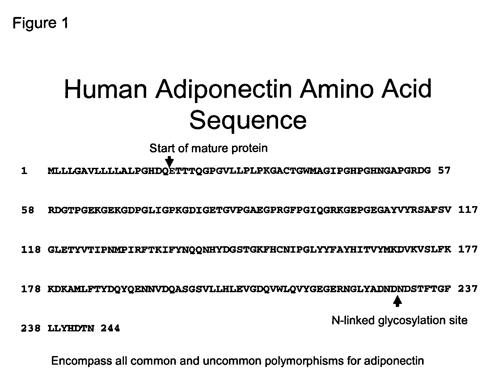 Characterization and identification of unique human adiponectin isoforms and antibodies