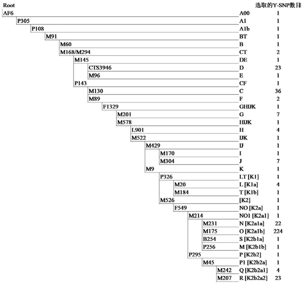 Primer composition, kit and method for detecting Y-SNP haplogroup based on next-generation sequencing technology and application of primer composition, kit and method