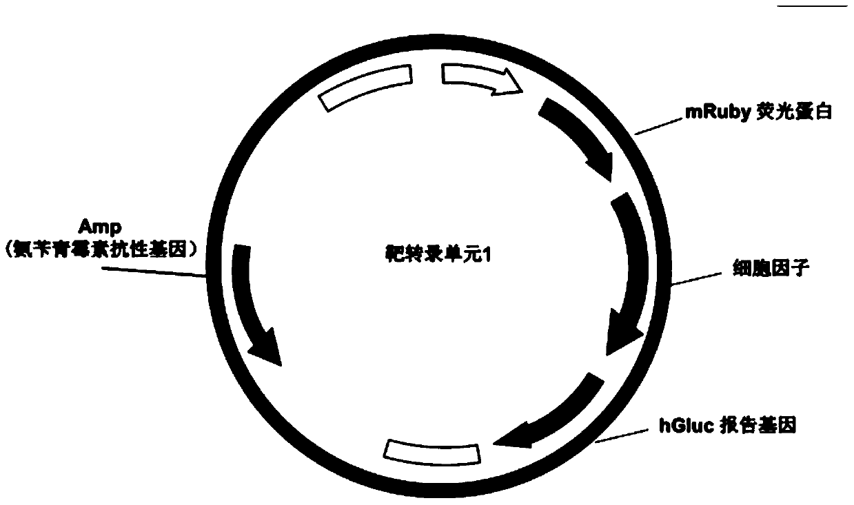 Application of light controlled neutrophilic granulocytes in medicines for treating cancers