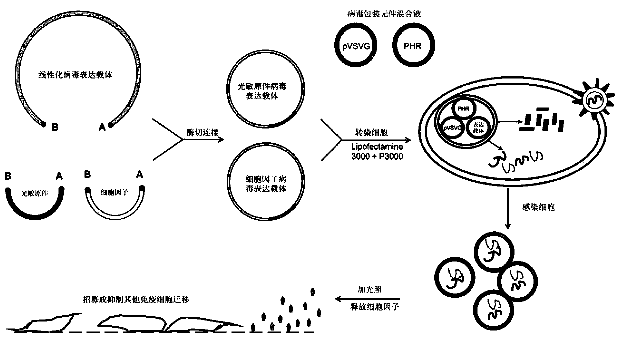 Application of light controlled neutrophilic granulocytes in medicines for treating cancers