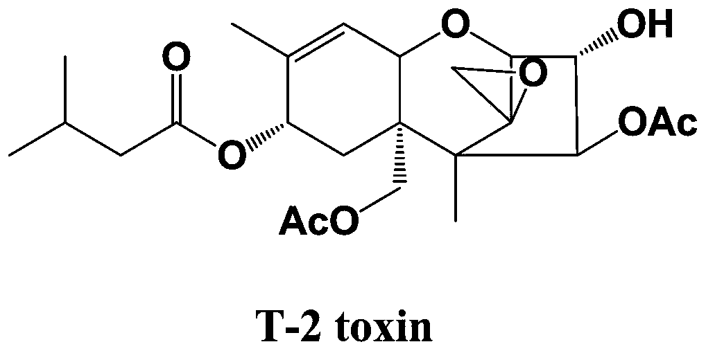 Direct competitive chemiluminiscence qualitative and quantitative immunoassay for T-2 toxins