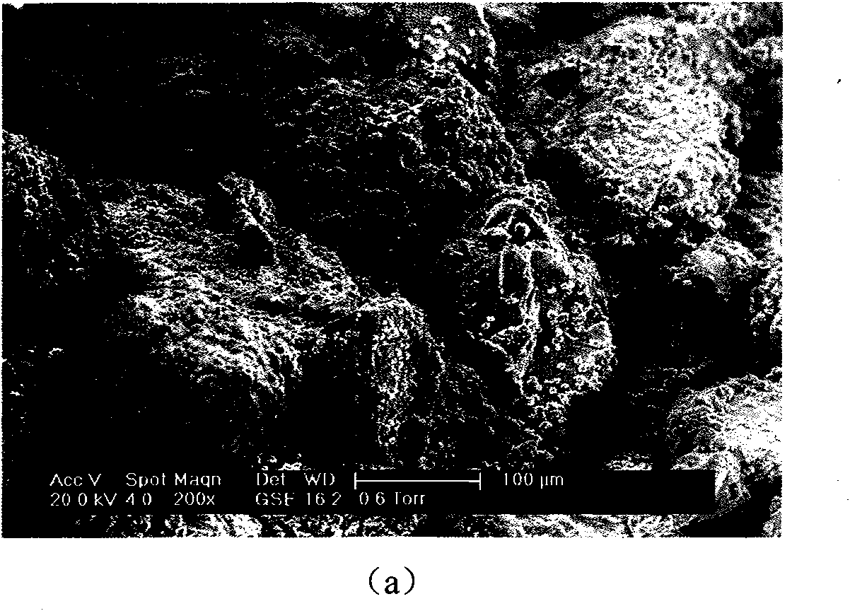 Method of adhering loose sands employing microbial mineralization