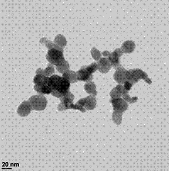 Method for improving antibacterial activity of cephalexin through synergy of nanometer copper oxide