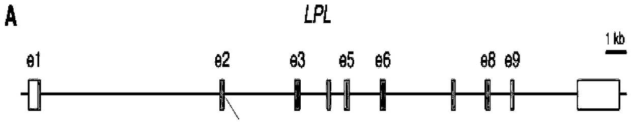 Isolated familial hypertriglyceridemia disease lpl novel mutation causative gene and kit for detecting the gene