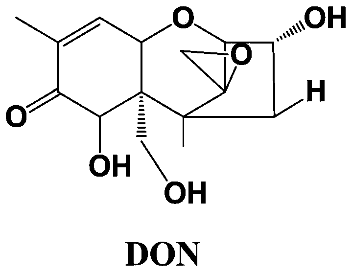 Qualitative and quantitative immunoassay method of vomitoxin DON direct competitive chemiluminescence