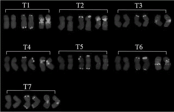 Identification method for amblyopyrum muticum chromosome in wheat genome