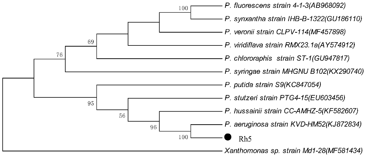 A Surfactant-Producing Bacteria and Its Application to In Situ Reduction of PAHs in Coal/Petrochemical Wastewater