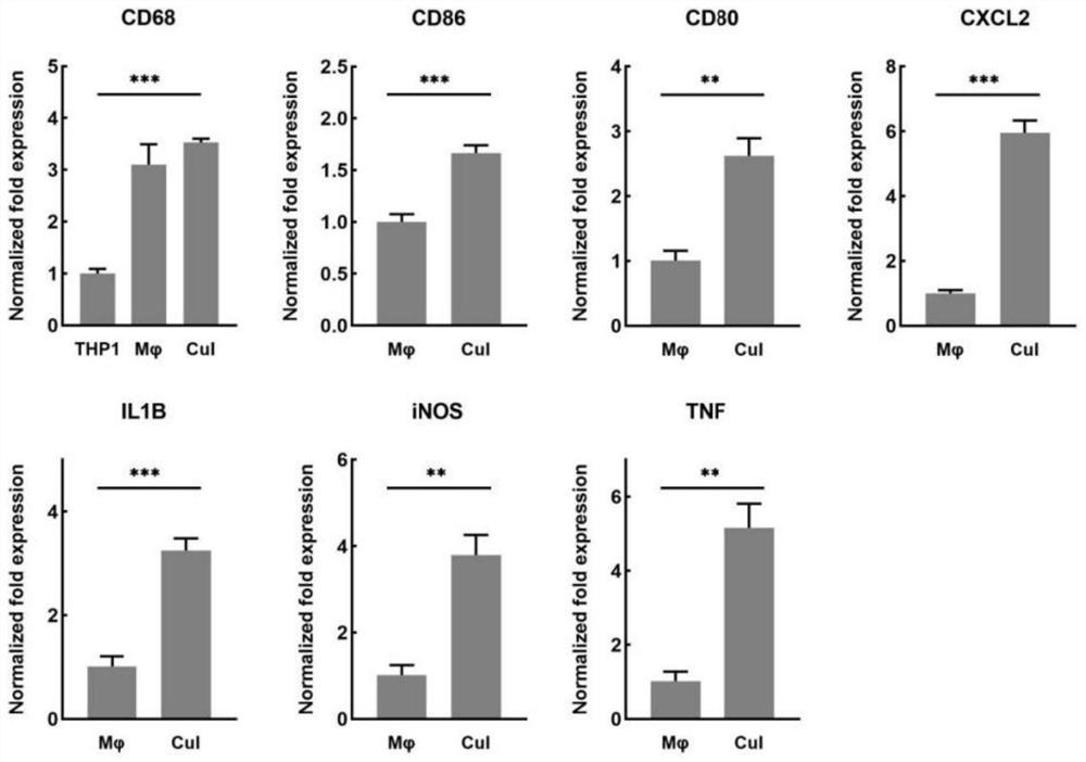 Application of cucurbitacine I