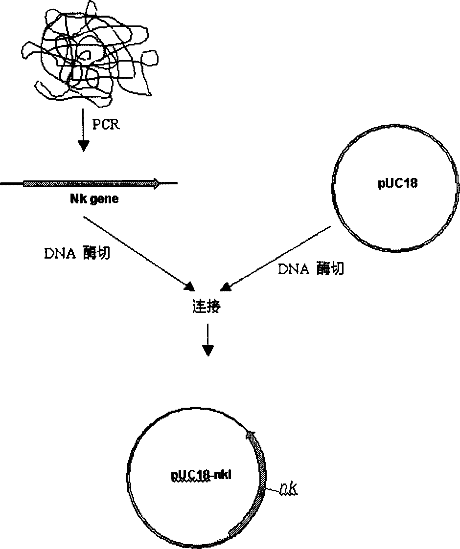 Nattokinase and its coding gene and clone and expressing method