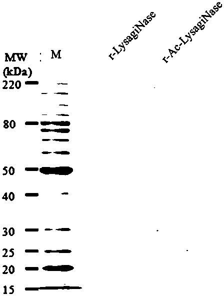 Recombinant acetylated lysine arginine N-terminal protease and preparing method and applications thereof