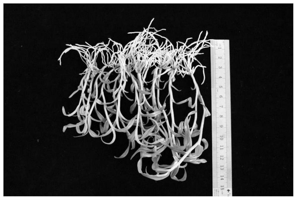 Dendrobium officinale seedling culture medium and seedling culture method