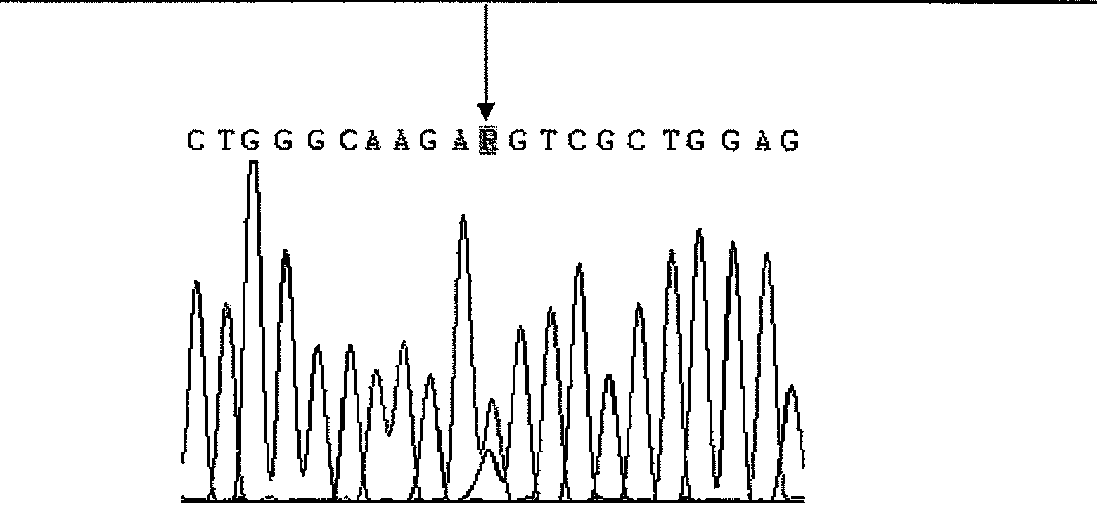 CYP2D6 gene segment containing 1693A&gt;G mutation, coded protein fragment thereby and applications thereof